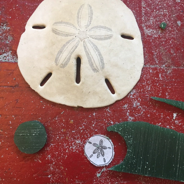 Sea Life Reflections .. Sand Dollar