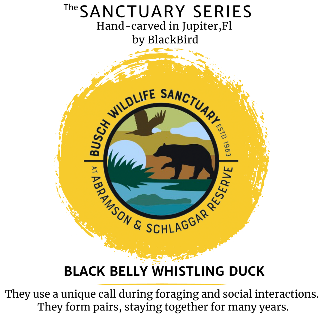 Stu the Black Belly whistling duck