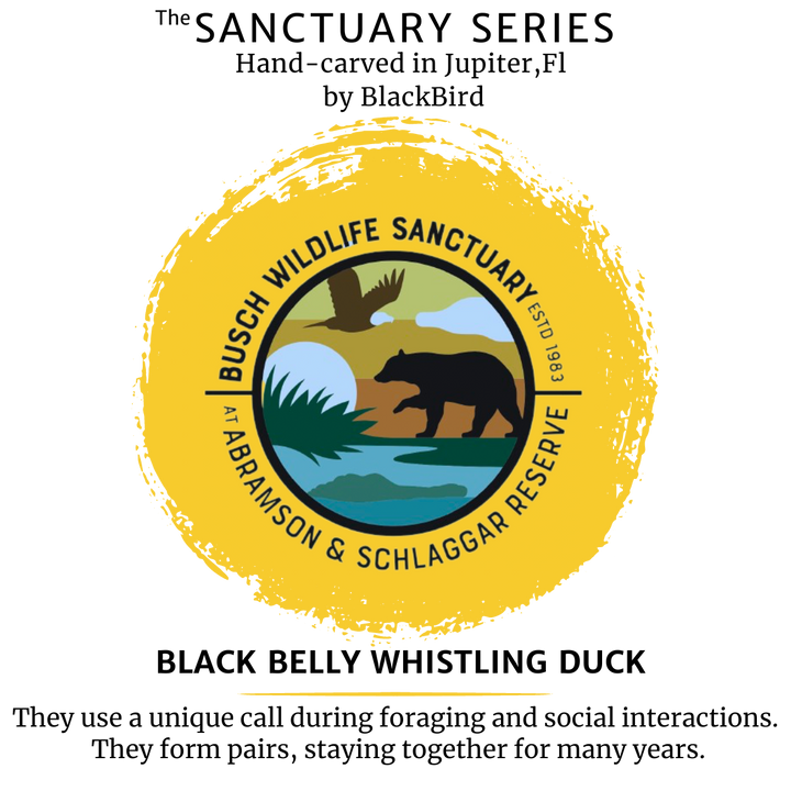 Stu the Black Belly whistling duck